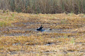Fototapeta premium Mettmenhasli lake with reed and raven standing in puddle of water at Swiss village of Niederhasli on a gray autumn day. Photo taken December 14th, 2025, Zurich Niederhasli, Switzerland.