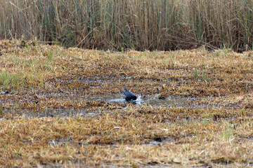Fototapeta premium Mettmenhasli lake with reed and raven standing in puddle of water at Swiss village of Niederhasli on a gray autumn day. Photo taken December 14th, 2025, Zurich Niederhasli, Switzerland.