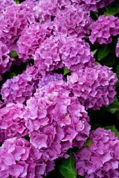 Close-up of vibrant pink hydrangea flowers covered with tiny water droplets after a rainy summer morning in Brittany, France.