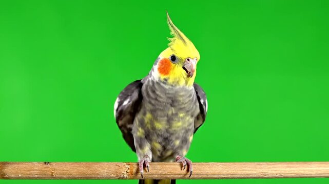 Cockatiel parrot spreads wings while perching on a green screen background