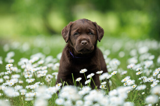 cute labrador retriever puppy posing on a meadow with blooming flowers