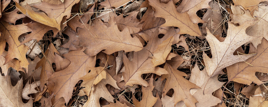 Dry beech leaves cover forest ground, creating rich autumn background with brown, copper, and ochre tones. Curled foliage forms organic texture, seasonal pattern, and earthy woodland atmosphere