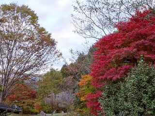 日本：「山のふるさと村」の秋【東京都立奥多摩湖畔公園】東京都奥多摩町 © yumiko