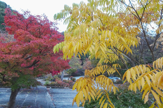 日本：黄色く紅葉したムクロジ(Sapindus mukorossi）の紅葉【東京都立奥多摩湖畔公園・山のふるさと村】東京都奥多摩町