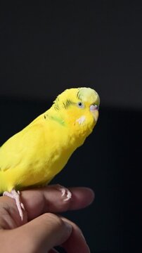 飼い主の指に止まってくつろぐ黄色いセキセイインコ・手乗りインコのある暮らしの縦動画