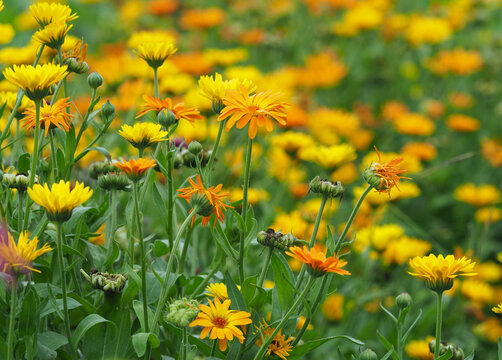 Viele Ringelblumen (calendula officinalis) im Blumengarten	
