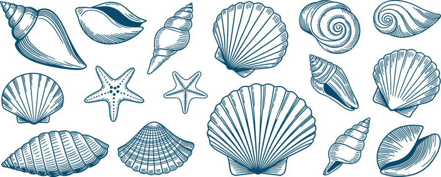 Hand Drawn Seashell and Starfish Coastal Marine Vector Collection