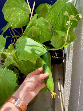 Fresh Cucumber Harvested from Urban Garden Vine