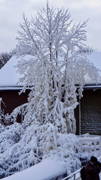 Heavily Snow-Covered Tree Beside House Roof at Vanhankaupunginkoski