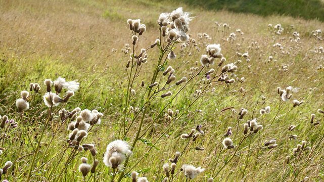 melancholy thistle (Irsium heterophyllum) after blooming Meadow