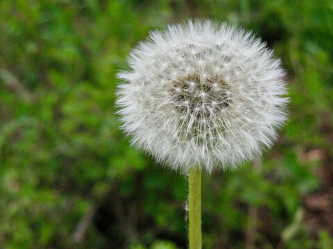 Close-Up of Dandelion Seed Head