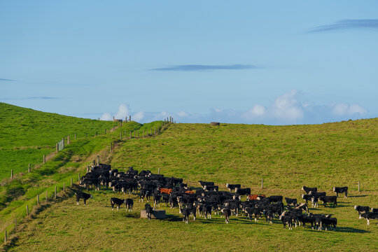 Herd mainly black and white cattle gathered close in field