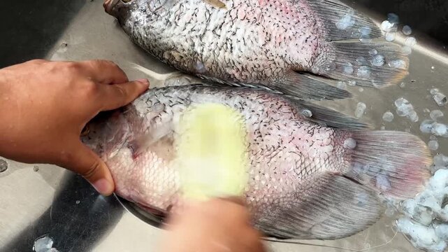 Woman hands cleaning and scaling a fresh fish in a home kitchen sink using a simple tool