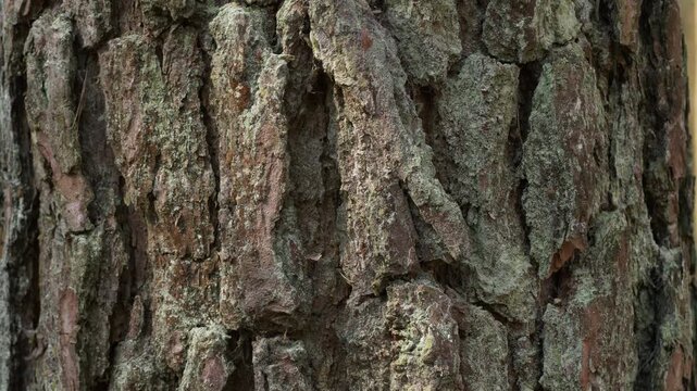 Organic pattern of rough tree bark in a close up perspective