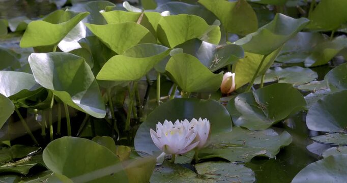 Spring colors and Lotus water lily (Nelumbo), Auvergne, France.