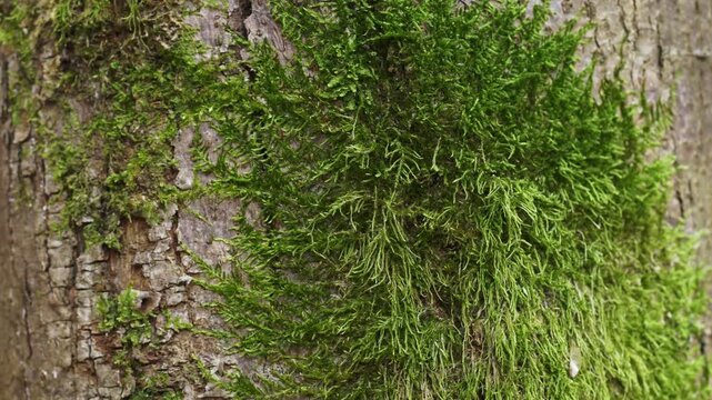 Bright green moss growing thickly on textured tree bark surface