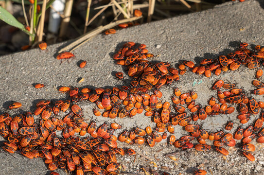 A large colony of red firebugs (Pyrrhocoris apterus) gathering on a sunny concrete pavement in summer.