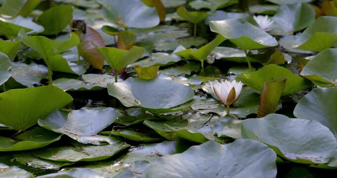 Spring colors and Lotus water lily (Nelumbo), Auvergne, France.
