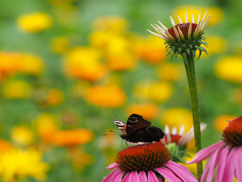 Tagpfauenauge auf Bl&uuml;te vom roten Sonnenhut