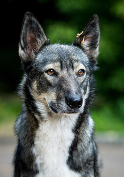 Alert grey mixed-breed stray dog with an identification ear tag looking away.
