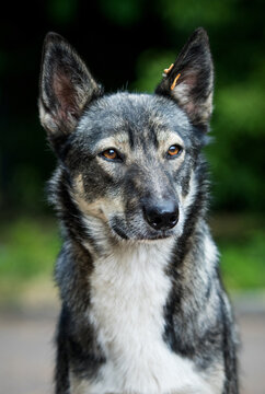 Close-up portrait of an alert grey mixed-breed stray dog with an ear tag looking away against a blurred green background.
