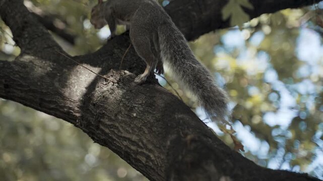A squirrel climbs up a tree branch in a forest.