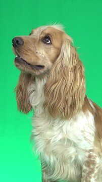 English Cocker Spaniel on green screen