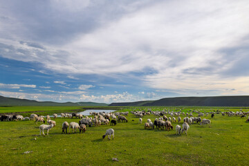 Fototapeta premium The landscape of sheep herds grazing on the grassland of the Mergel River Valley in Hulunbuir Grassland, Hulunbuir City, Inner Mongolia Autonomous Region, China.