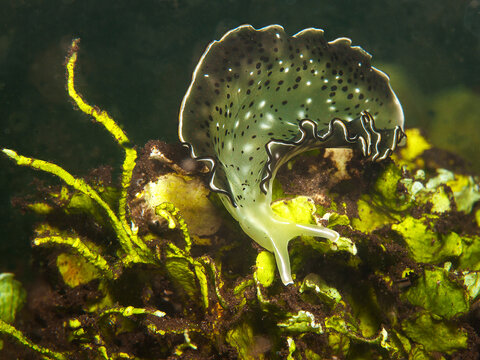 The ornate sap-sucking sea slug Elysia ornata glides gracefully among algae in the sheltered mangrove lagoon of Pulau Pef, Raja Ampat, Indonesia.