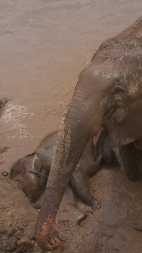 mother elephant and baby calf bathing together in tropical jungle river sanctuary, playful mammal kid splashing beside mom in mountain water, 4k vertical video