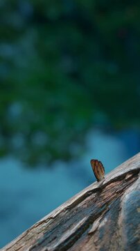 colorful tropical butterfly on wooden railing under warm sunlight, delicate pollinator perched in lush jungle habitat with natural blur peaceful wildlife scenery, vertical video 4k