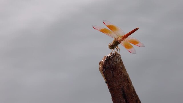 dragonfly perching on a tree branch over water, beautiful water ripples refraction texture