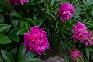 Fototapeta premium Bright pink peony, Paeonia lactiflora, blooming among glossy green leaves in a garden bed, with soft blurred flowers in the background, floral close up, and ornamental spring beauty