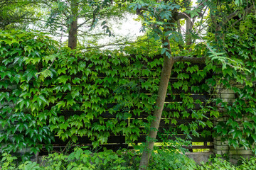 Naklejka premium Virginia creeper, Parthenocissus quinquefolia, covering a garden fence with dense green leaves, tree branches, and lush summer vegetation, creating a natural leafy wall texture.