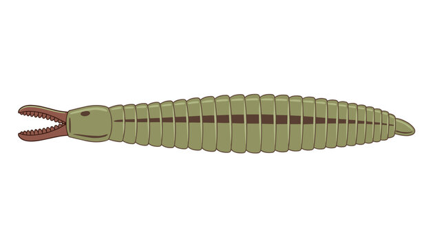 Marine polychaete worm illustration showing a long green segmented body and sharp jaws on a plain white background.
