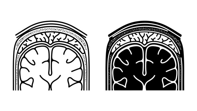 Human Brain Anatomy Diagrams: Two detailed cross-section diagrams illustrate the human brain's intricate structure, including its folds, convolutions, and protective layers. One diagram is in outline.