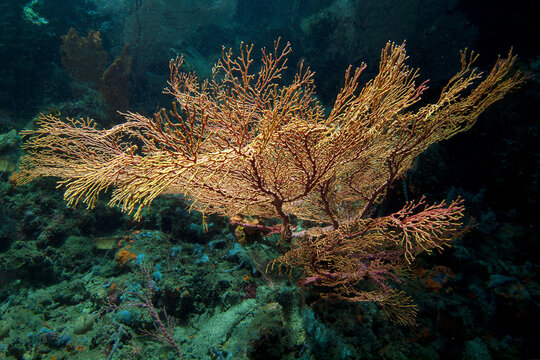 Large golden sea fan (gorgonian coral) grows in the vibrant coral reef of a narrow passage in Raja Ampat Indonesia. Photographed in the Coral Triangle