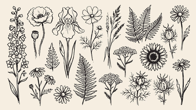 Botanical illustration collection with poppies irises daisies sunflowers ferns and wildflowers arranged on a beige background