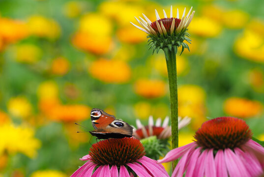 Tagpfauenauge auf Bl&uuml;te vom roten Sonnenhut im Blumengarten