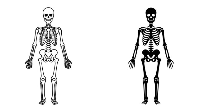 Human Skeleton Anatomy: Two anatomical illustrations of a human skeleton, one in outline and the other in silhouette, depict the skeletal structure for educational or scientific purposes.