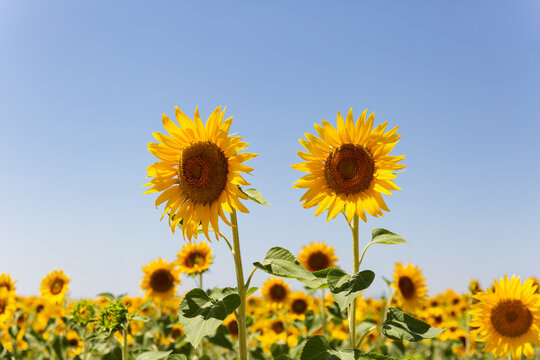 Tournesols en fleurs dans un champ, deux grandes fleurs au premier plan, ciel bleu en arri&egrave;re-plan, vue en contre-plong&eacute;e, soleil d'&eacute;t&eacute;
