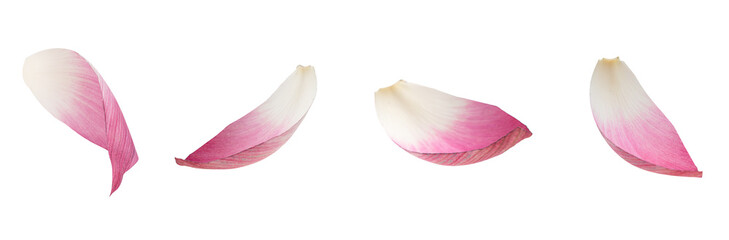 Obraz premium Pink Lotus Flower Petals Isolated Transparent Background Floral Collection
