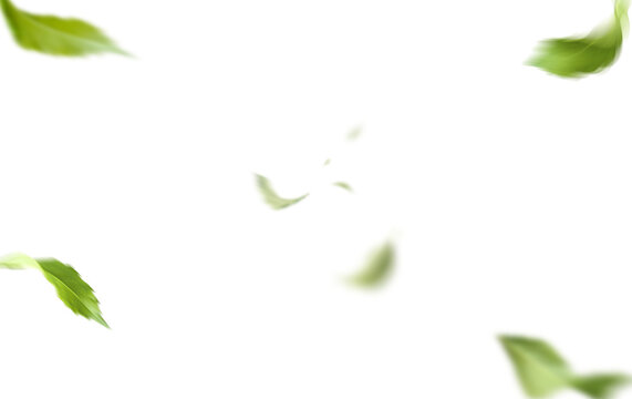 Flying Green Leaves Border Isolated Transparent Background Nature Overlay
