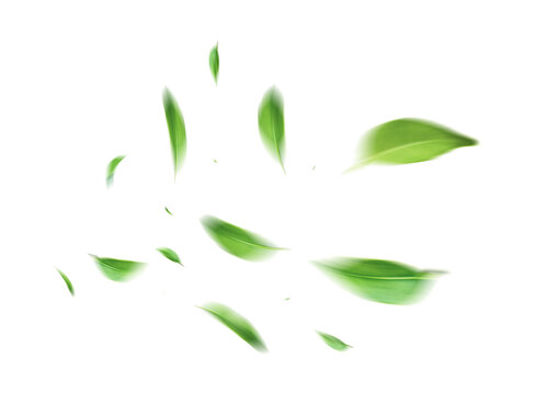 Floating Green Leaf Frame Transparent Botanical Circle Design Element