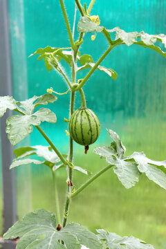 A small striped watermelon on a branch in a vertical melon greenhouse on a summer day - vertical color photo, close-up