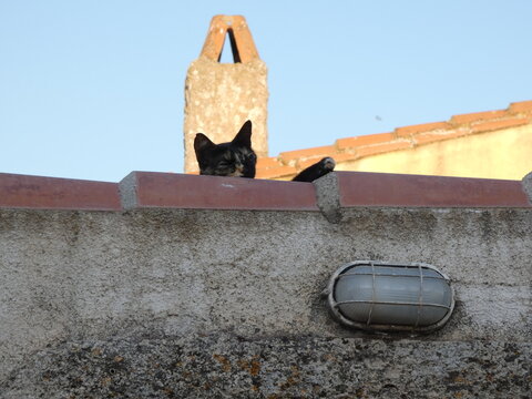 Gatto