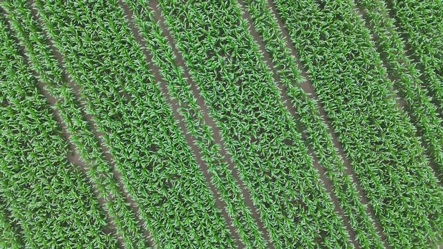 Garlic fields form precise cultivation patterns in Monticelli d'Ongina, Piacenza, Emilia-Romagna, Italy, highlighting intensive agriculture and crop geometry from directly overhead, top-down drone spi