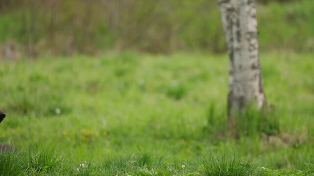Brown bear snout slides in from left in slow motion, pauses to sniff, then withdraws. Tight wildlife close-up suggests tension and potential threat in a green forest meadow.