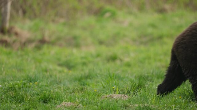 Eurasian brown bear walks through green meadow in slow motion, static camera as it crosses frame and exits right, showcasing powerful gait and natural behavior in spring grass.