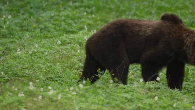 Eurasian brown bear walks through lush grass in slow motion, side-on tracking shot as a tree trunk passes close to the camera in a forest meadow habitat.